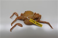 藏品(鱗形斜紋蟹)的圖片